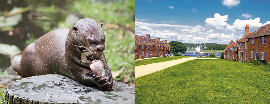 New Forset Wildlife Park and Buckler's Hard